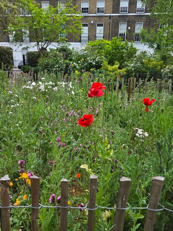 London canal community garden documented by witnesses