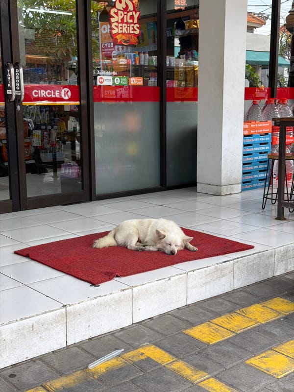 White dog naps outside a Circle K in Mengwi