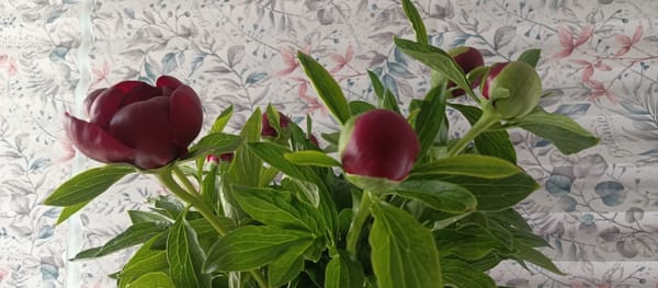 Woman photographs peonies and cat during morning indoor session