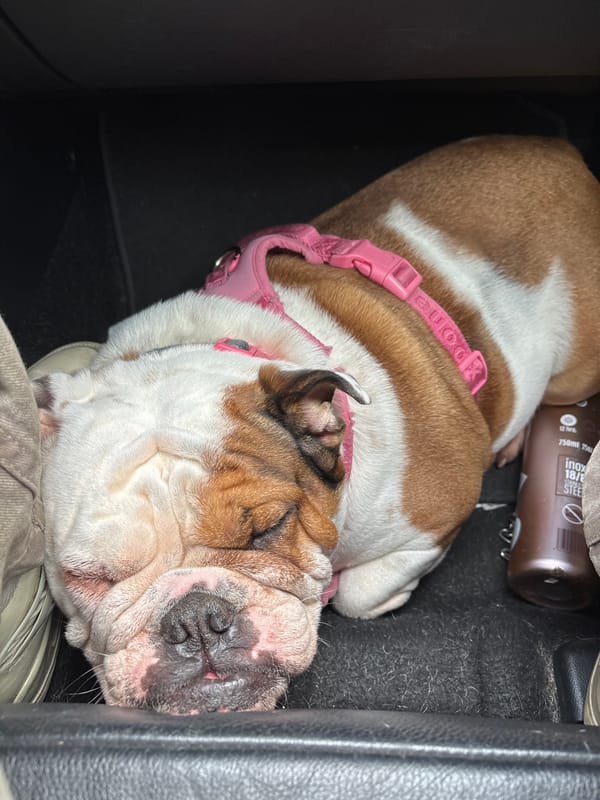 Bulldog sleeps in car with pink harness in Mexico