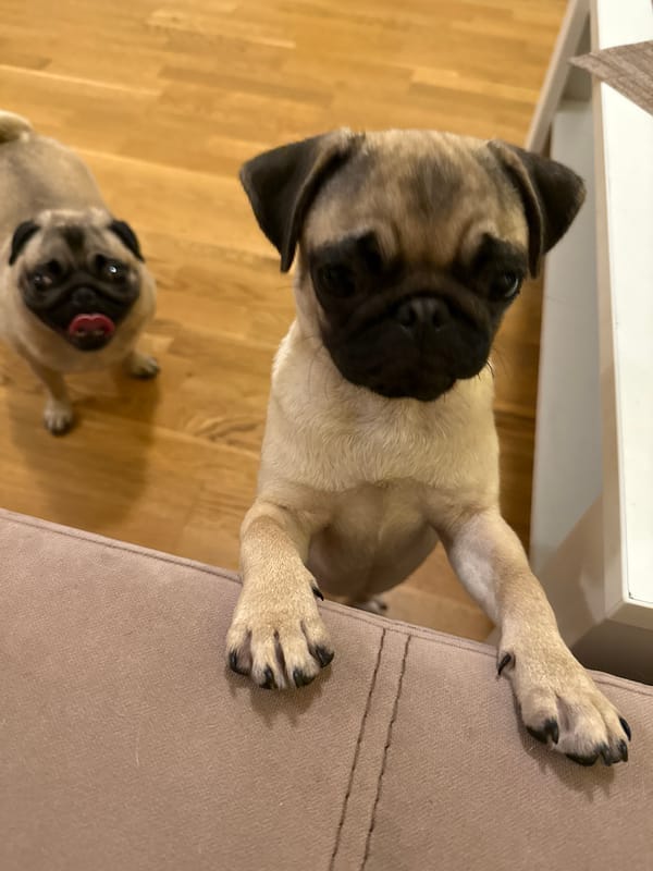 Pugs at home, doing pug things