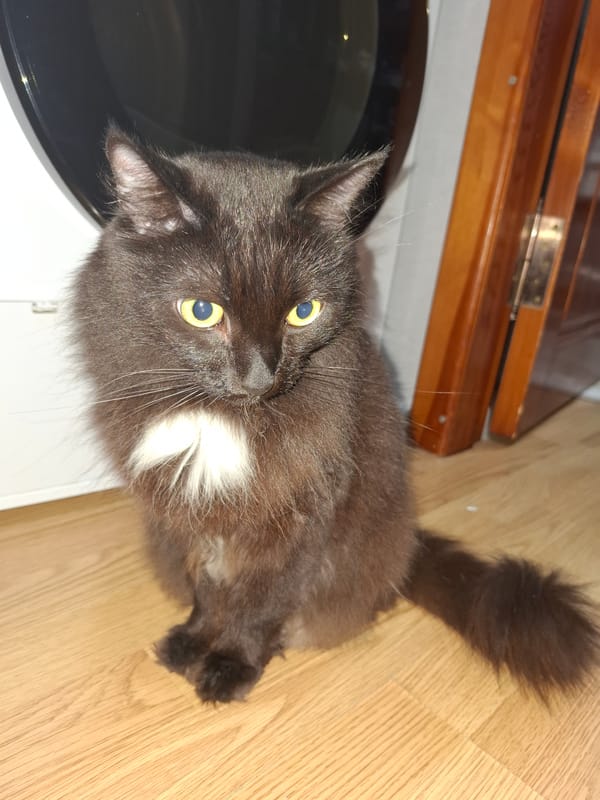Evening at home with cats and crafts in Chaikovsky