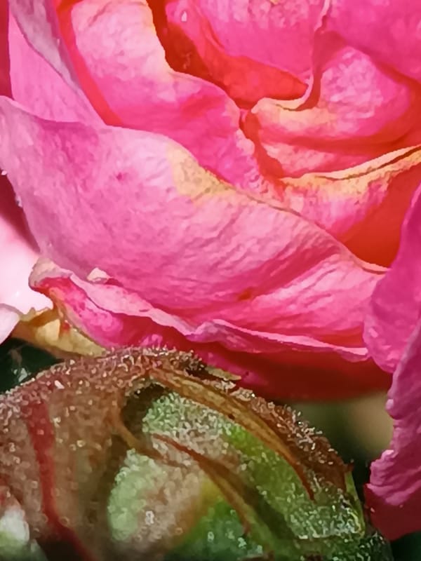 Spring flowers documented in detailed macro photography, Viadana Italy