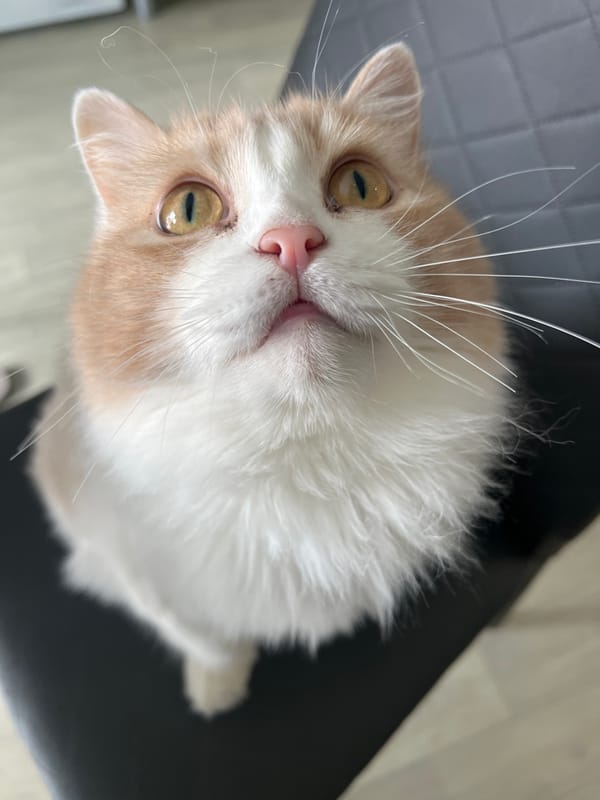 Cat photographed from multiple angles in Tyumen, Russia