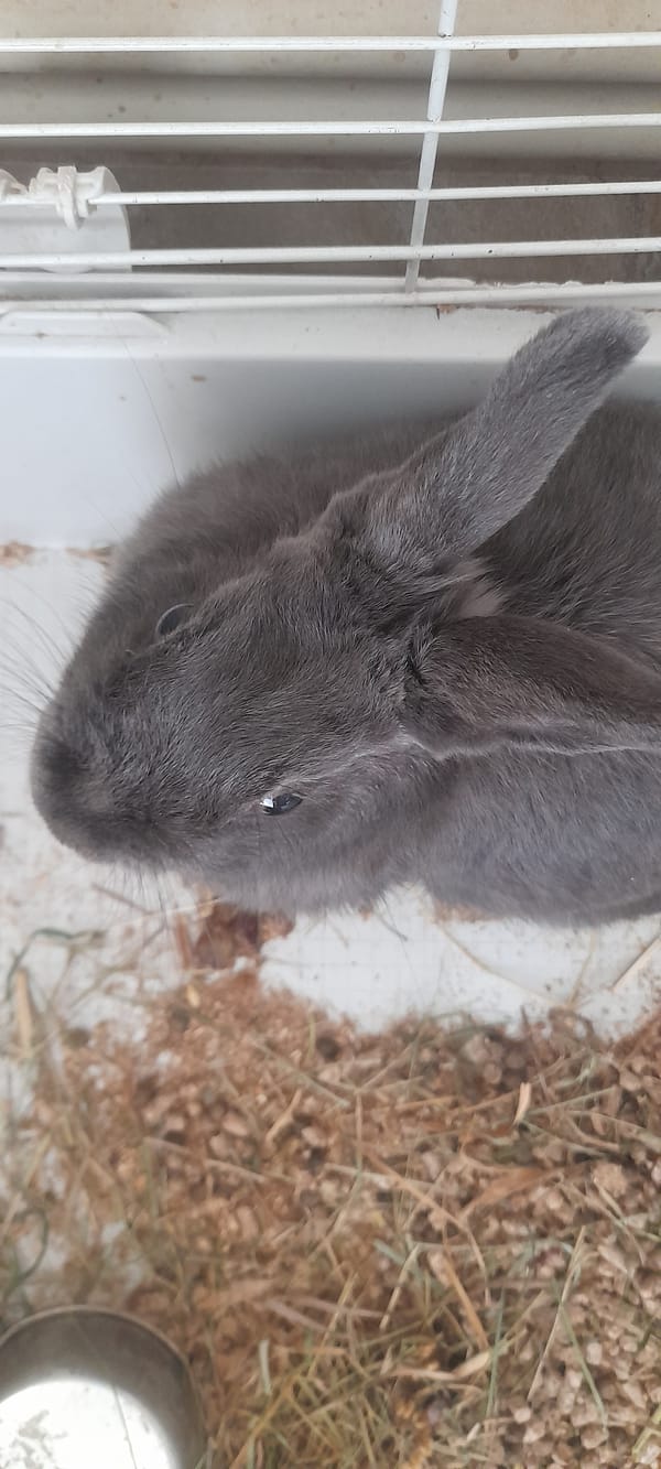 Rabbits at rest and a newborn litter in a hay-filled enclosure