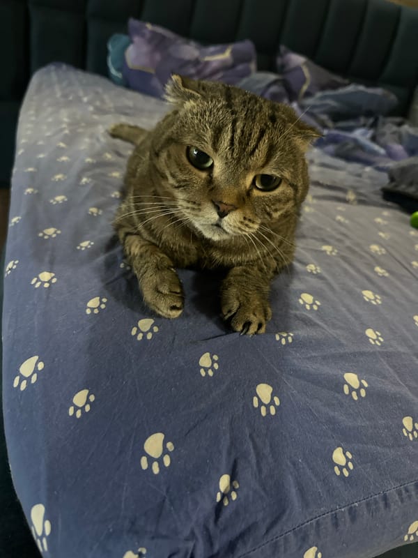 Two cats napping on a paw-print bedspread in Ozerki