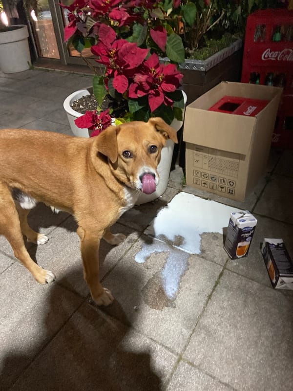 Dog drinks spilled milk, man takes selfie in Bar