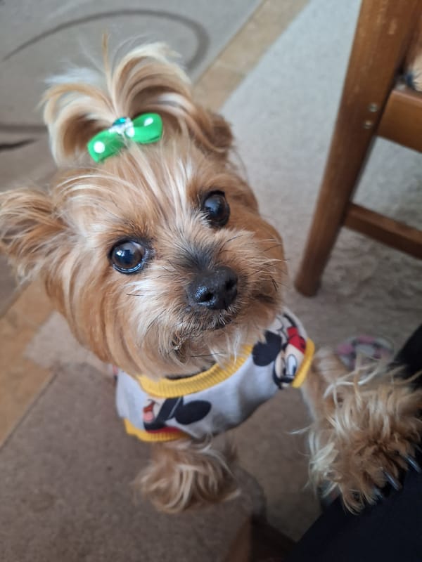 Morning garden activities with dressed Yorkshire Terrier in Montana, Bulgaria
