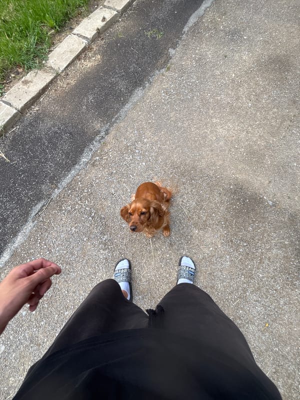 Everyday moments documented: pets, selfies, street scenes captured Saturday