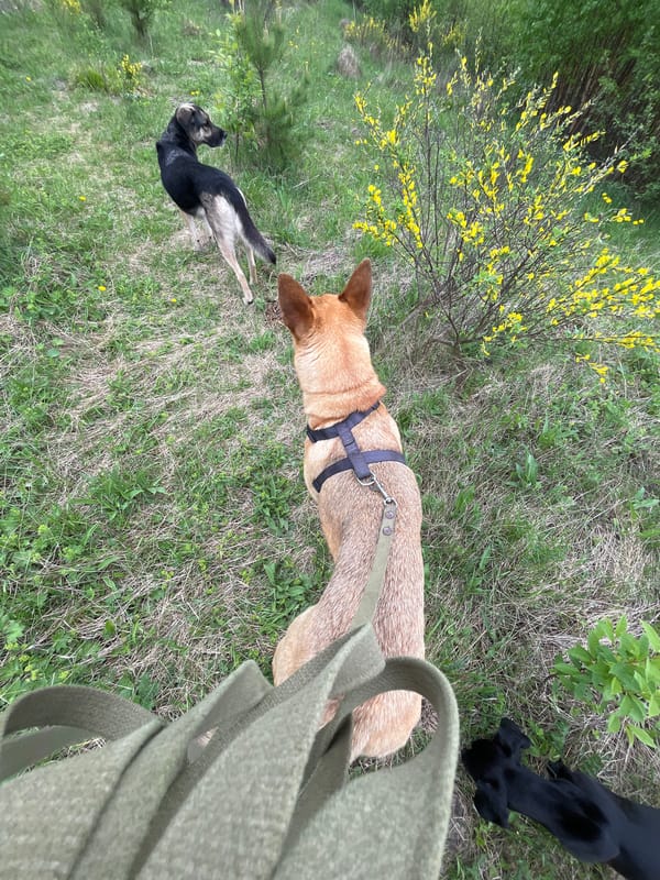 Dogs play and exercise in Nizhny Tagil park