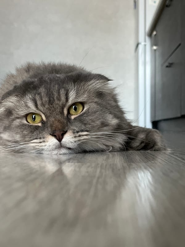 Cat and turtle sharing a lazy morning on the floor