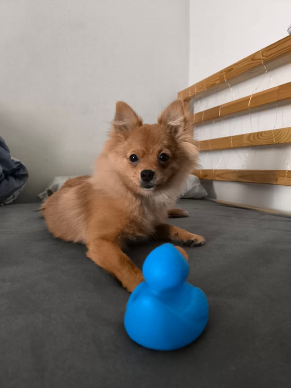 Pomeranian plays, stretches, and naps with a blue rubber duck