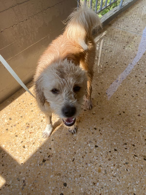Dog bath day and mocktails in Paleo Faliro