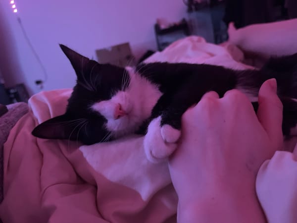 Cat sleeps with owner on bed in Saint Petersburg
