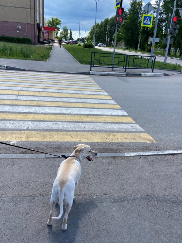 Dog park visit in Tujmazy with flowers and benches