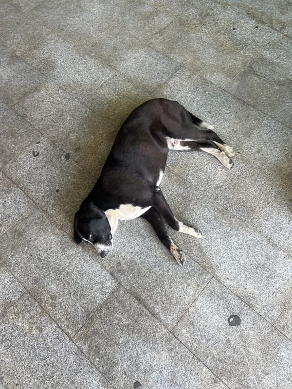 Dog rests peacefully on tiled surface in Podgorica