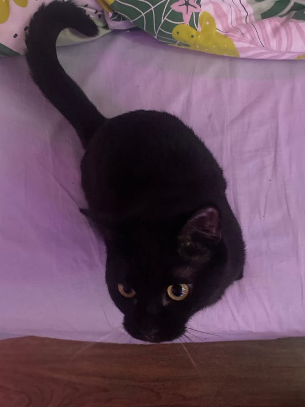 Black cat photographed in various poses in Izhevsk home