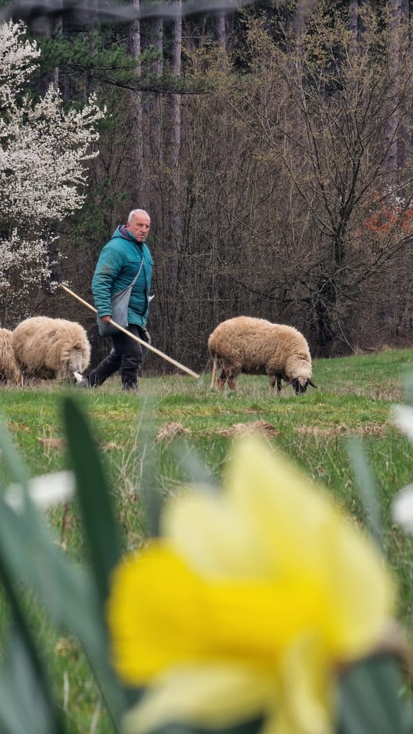 Shepherd tends sheep amid spring daffodils in Bulgarian countryside