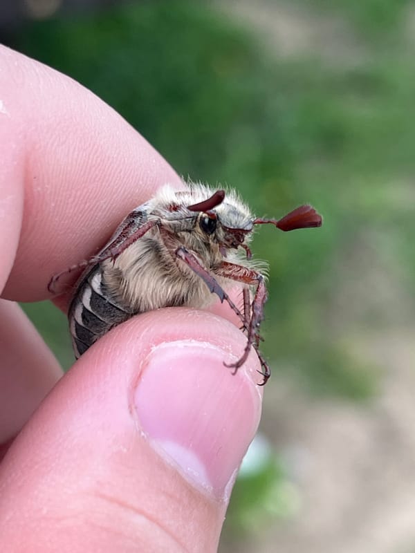 Nature photography session captures insects, plants in Russian village