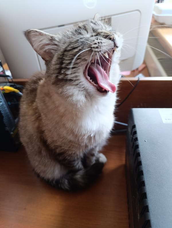 Indoor moments: yawning cat, selfie, love card captured