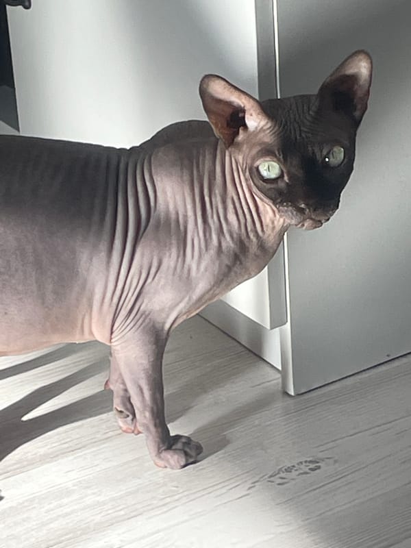 Cats observed in domestic settings interacting with household items