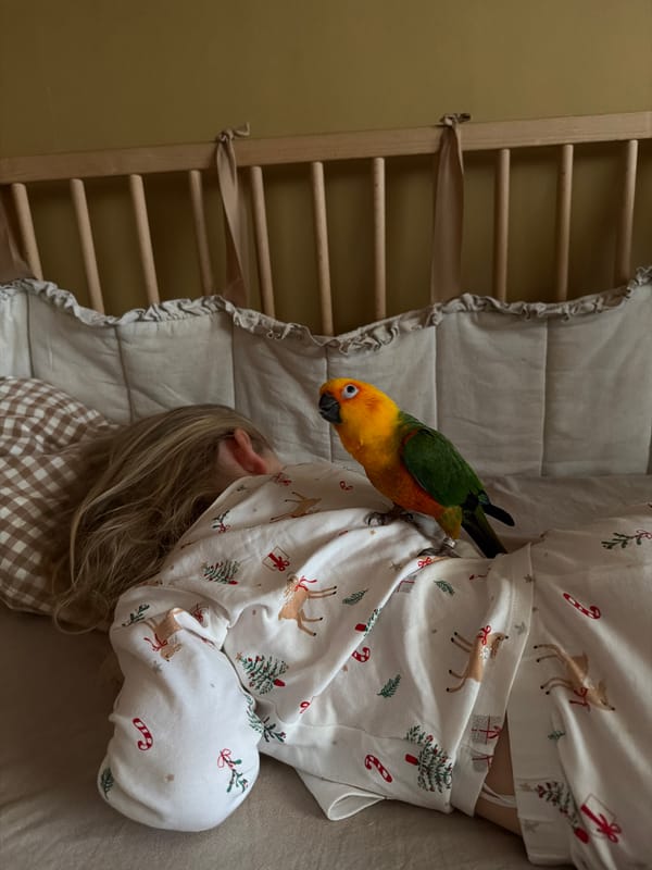 Child and sun conure parrot share quiet moment in crib