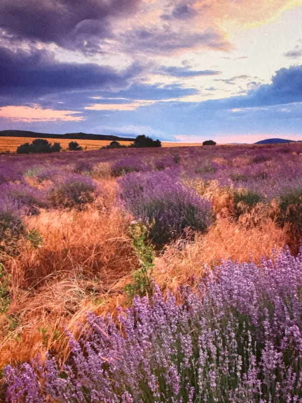 Lavender fields bloom across Sofia landscape