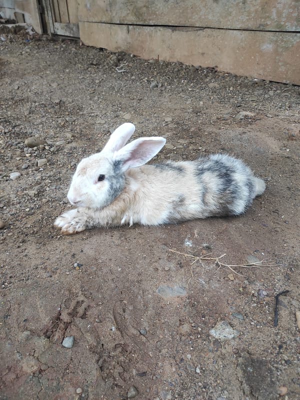 Rabbit spotted resting on ground in Lhokseumawe, Indonesia