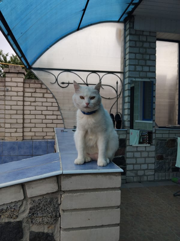 Zhytomyr backyard in full summer bloom, cat included