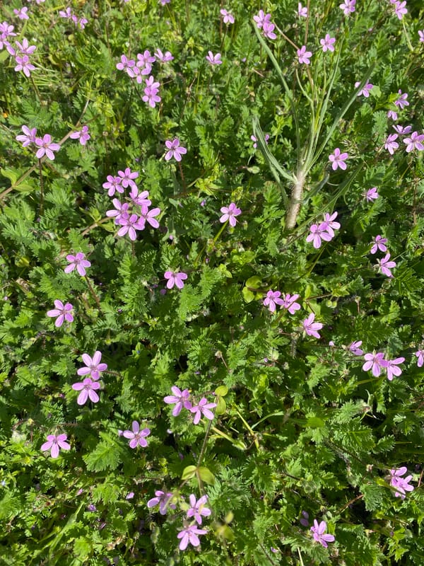 Spring flowers documented in bloom across Kamianske, Ukraine