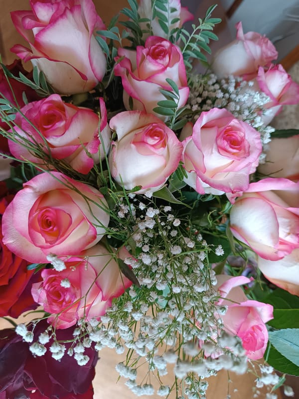 Pink and white roses with baby's breath, up close