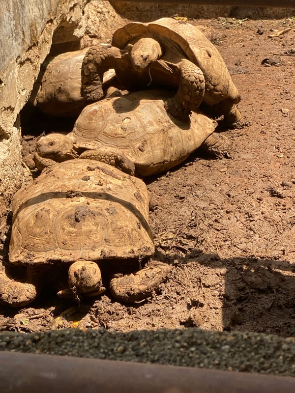 Sulcata tortoises observed in natural habitat in Maigizo, Nigeria