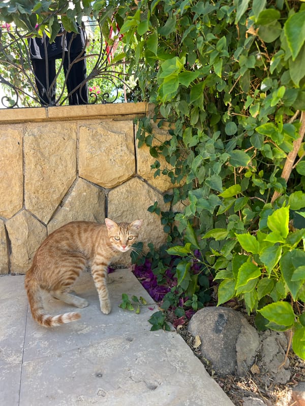 Sunny morning at a Sharm El Sheikh resort with roaming cats