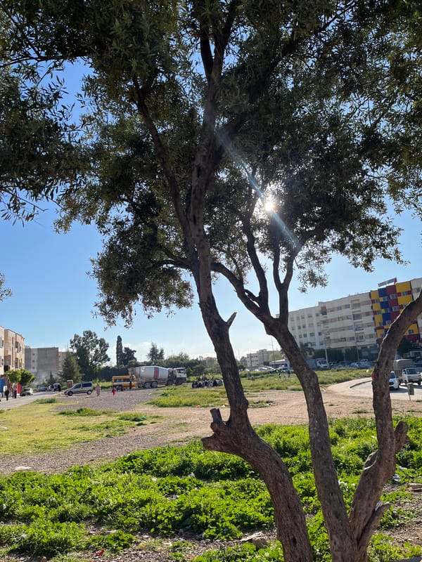 Tree blocks sunlight in urban Fez setting