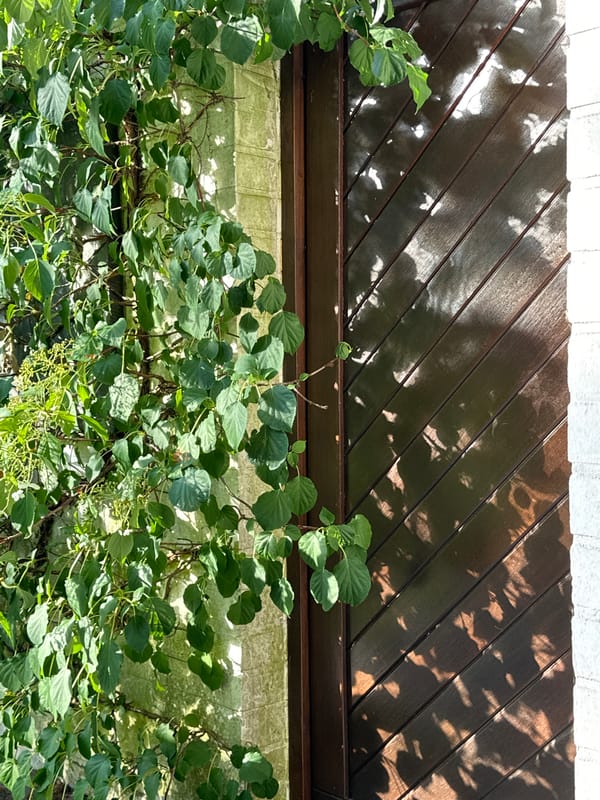 Quiet summer afternoon in Krefeld — gardens, fruit, and sky