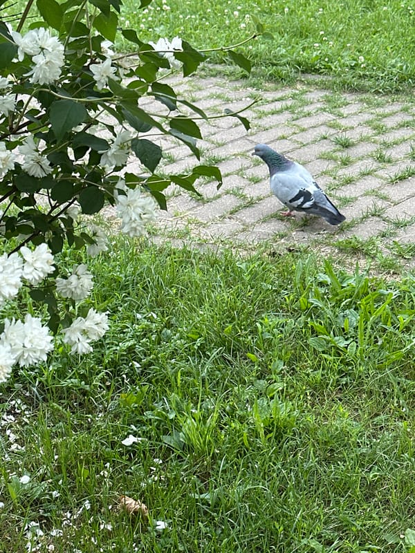 Rainy summer morning in Podolsk, flowers and wet streets