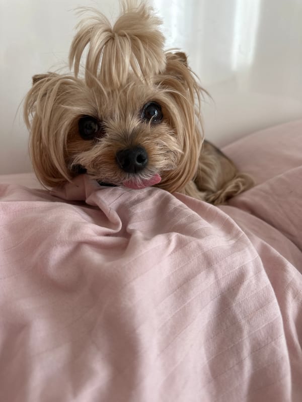 Small dog photographed twice in Sofia morning hours