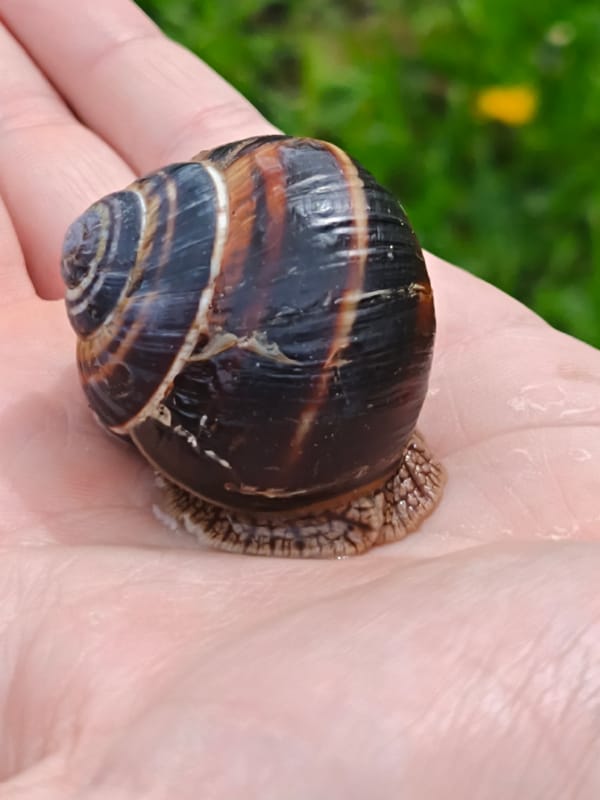 Nature enthusiast documents snails and forest structures in Russia