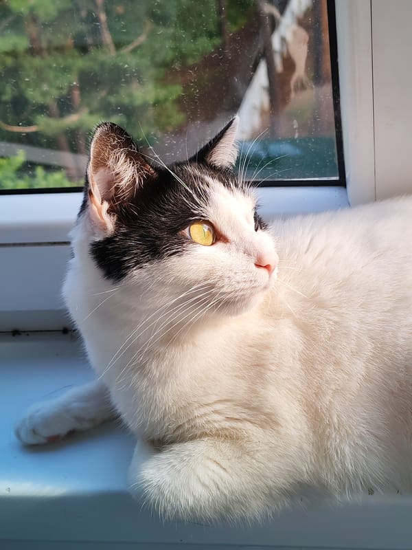 Quiet morning at home: selfies, cats, and fresh flowers