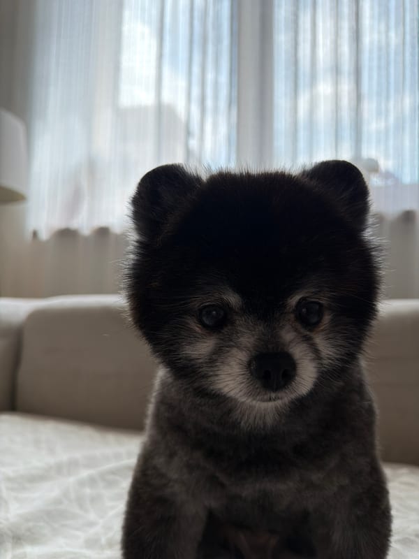 Morning moments with Pomeranian dog in Plovdiv apartment