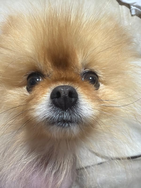 Casual photos capture Pomeranian, decorative items, urban street scene