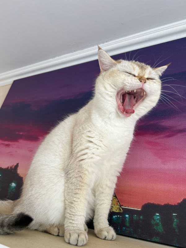 White cat yawns before abstract cityscape artwork in Ufa