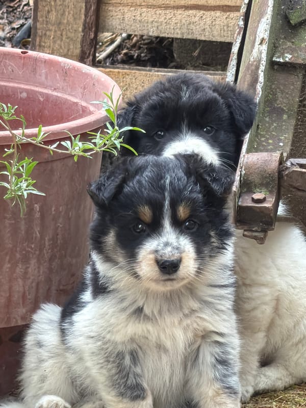 Everyday moments captured in Bulgarian village: puppies and manicured hand