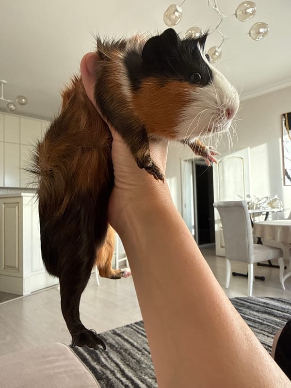 Two guinea pigs snack on carrots and chill in Almaty