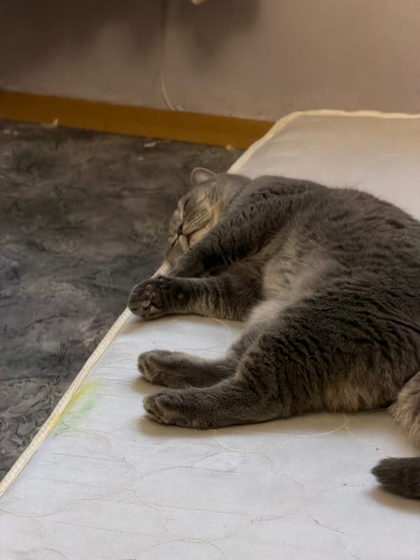 Gray cat's afternoon nap session documented in Perm, Russia