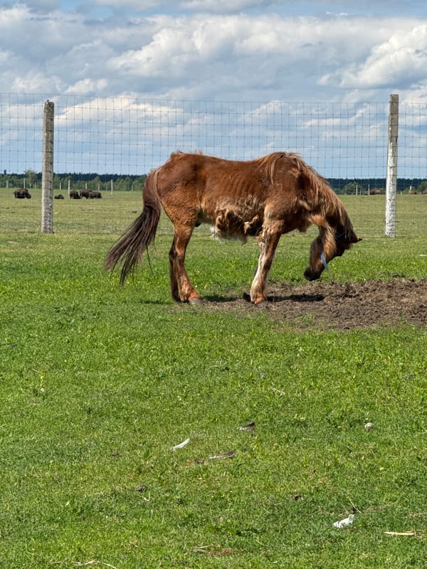 Afternoon stop at a rural animal enclosure in Kostiantynivka, Ukraine