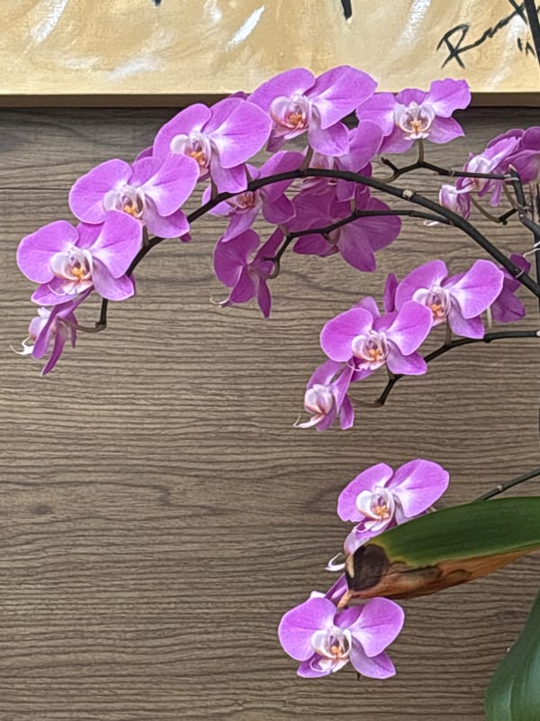 Orchid flowers photographed in bloom in Mexican town