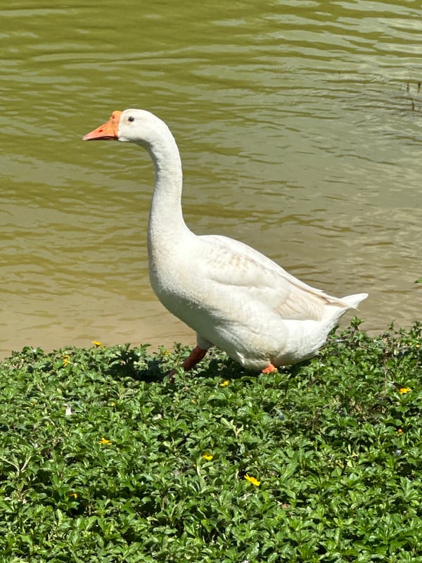 Lakeside morning in Choeng Thale: geese, foiling, and paddleboarding