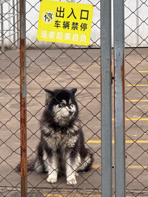 Dog observed behind fence in Beijing parking area