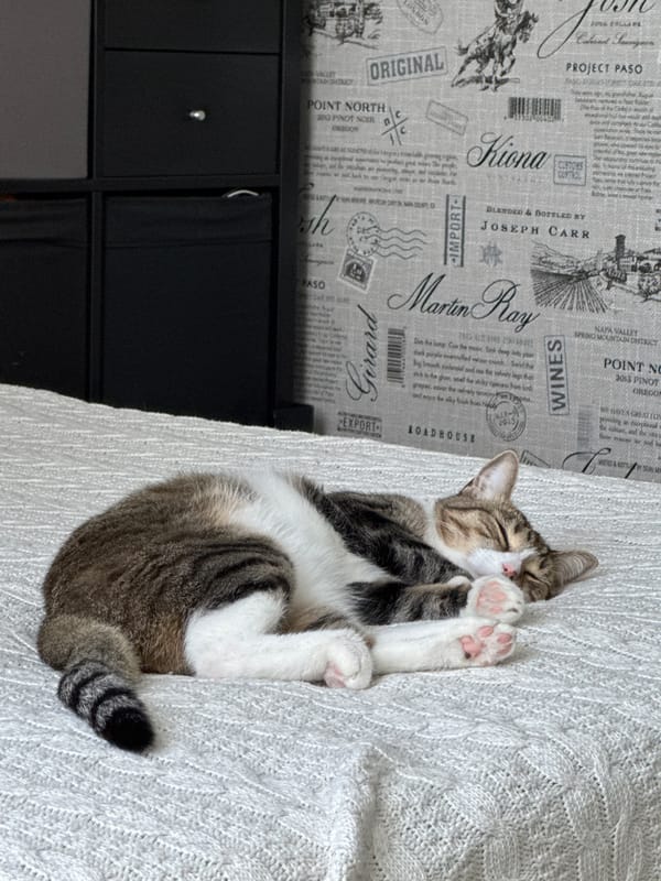 Tabby cat napping on a white blanket at home